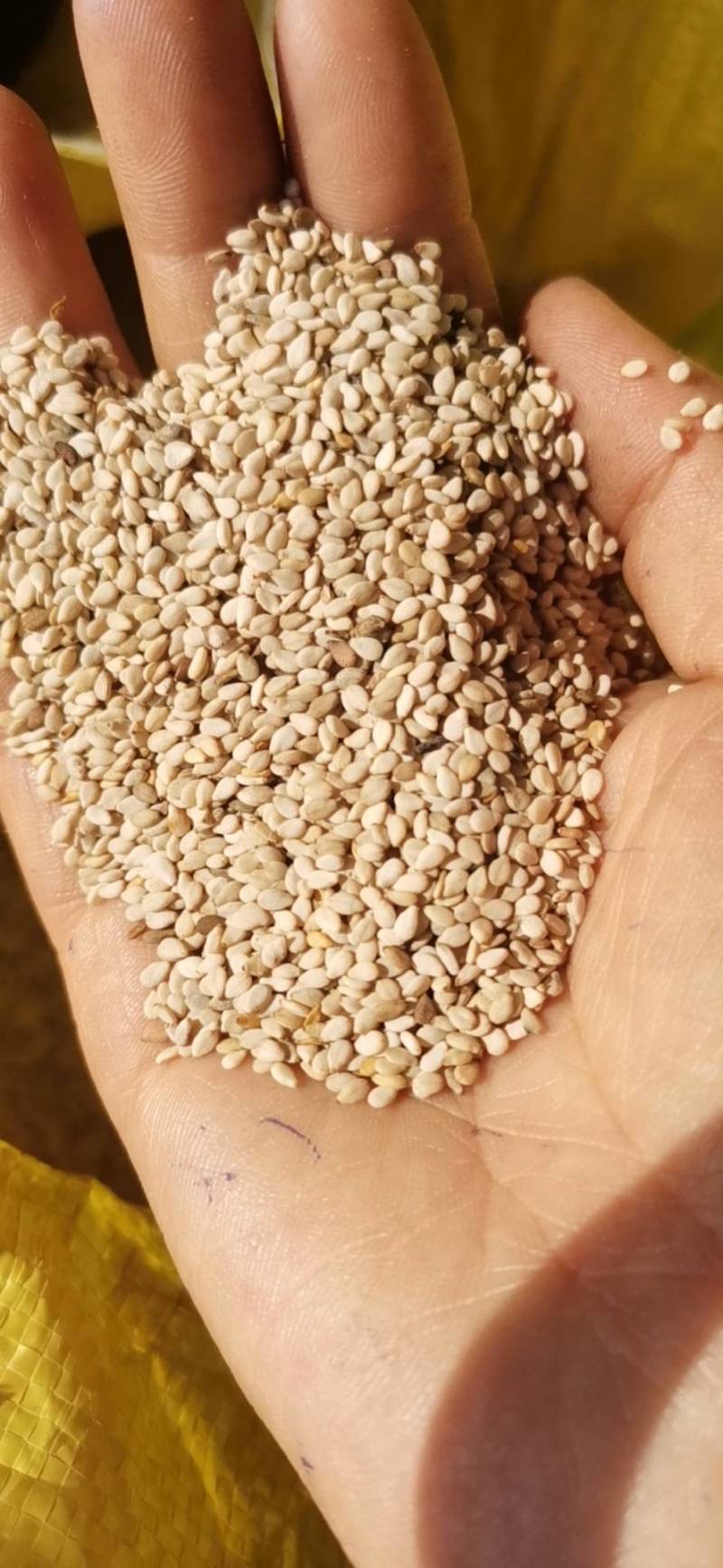 白芝麻生本地货含油高出油头率46-48薄皮新品种