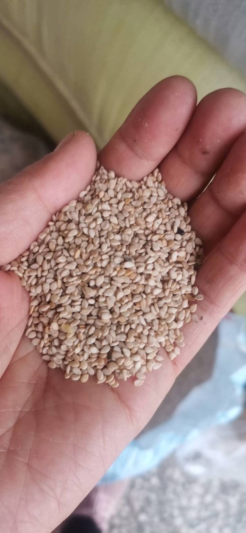 白芝麻生本地货含油高出油头率46-48薄皮新品种