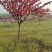 临沂樱花树基地常年出售樱花染井吉野早樱晚樱8-25