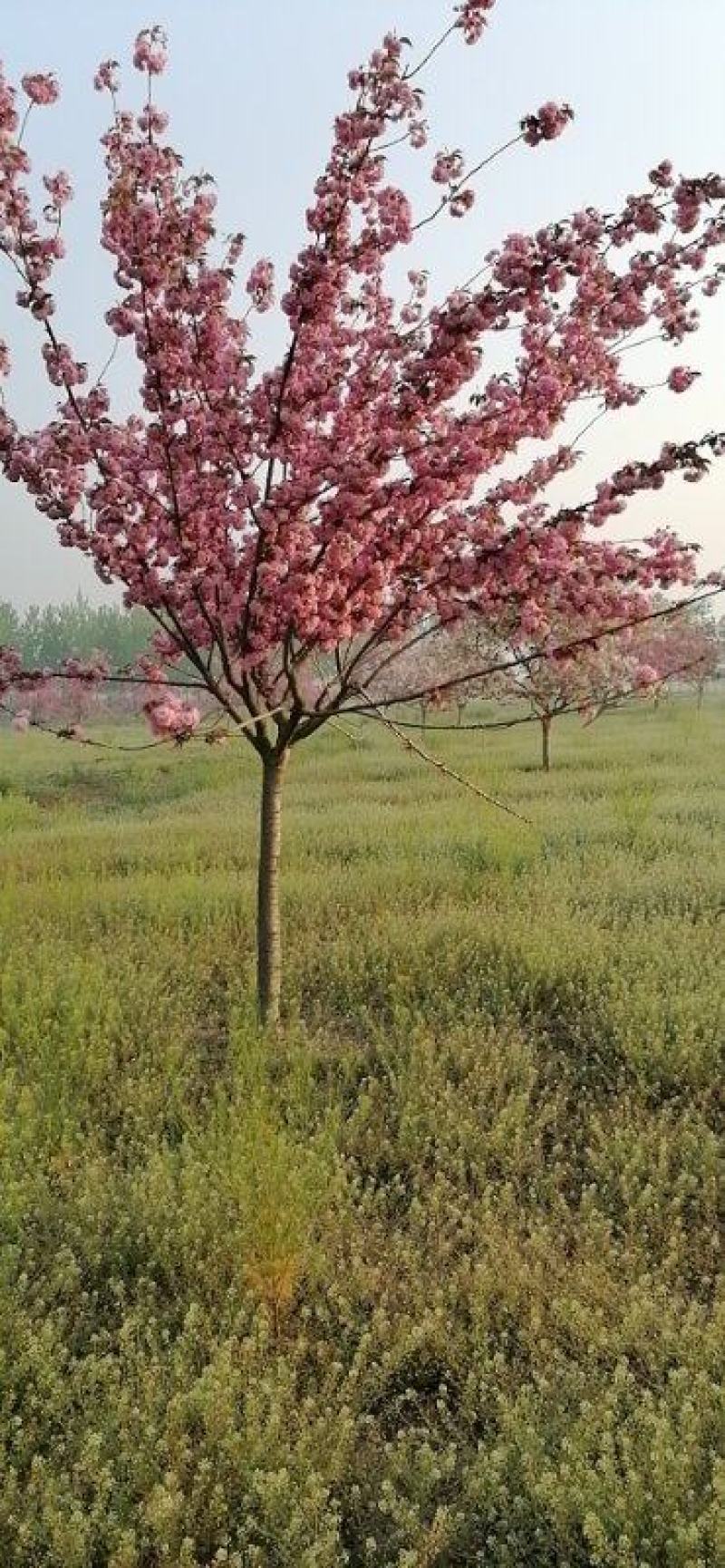 临沂樱花树基地常年出售樱花染井吉野早樱晚樱8-25