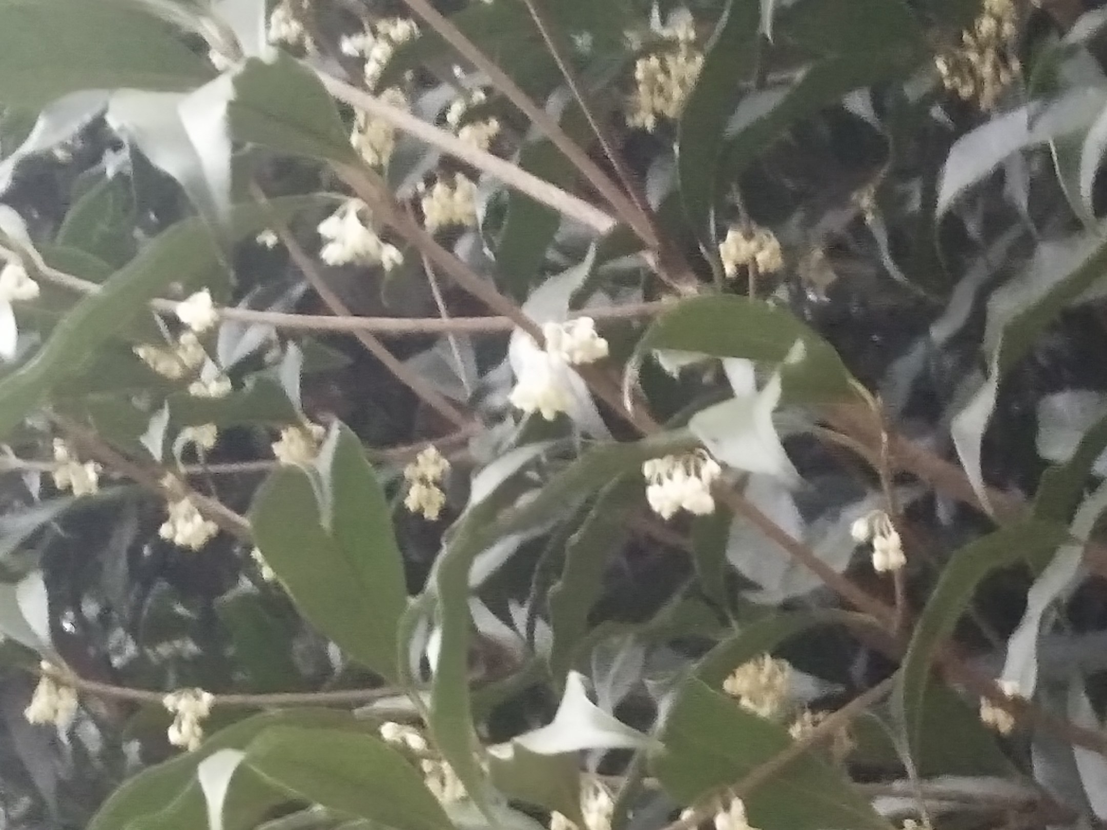 日香桂盛开图,展现其洁白如雪的花朵和繁茂的花簇 日香桂盛开图
