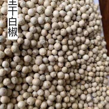 全干正宗海南流水白胡椒又香又辣不好包退包运费量大价格优势
