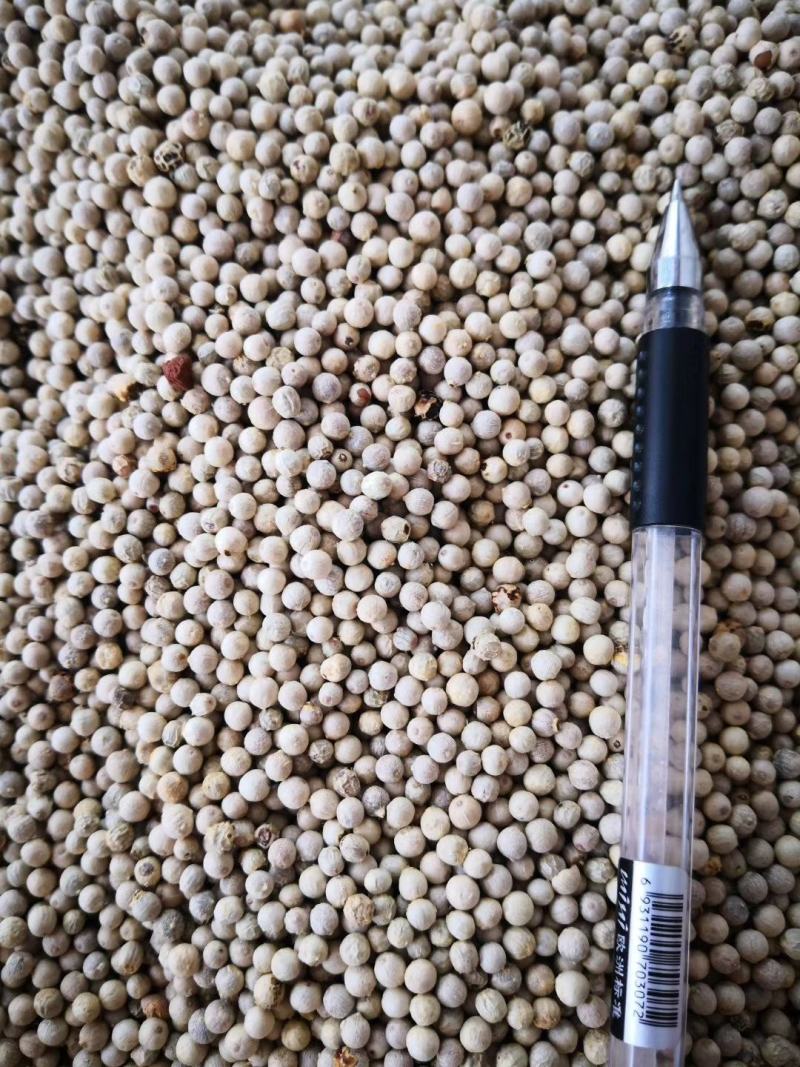全干正宗海南流水白胡椒又香又辣不好包退包运费量大价格优势