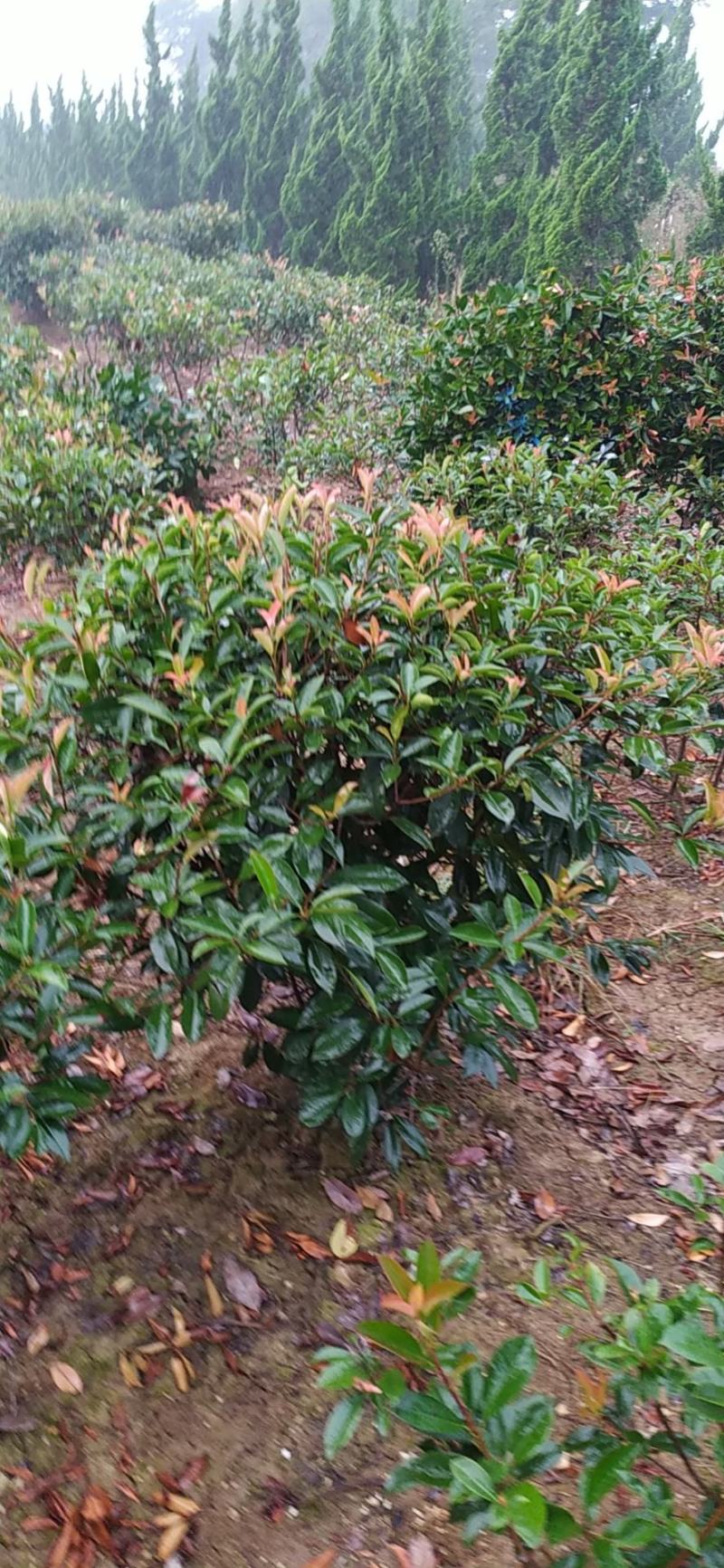 皖特价红叶石楠球50-60-70-80-100cm冠幅