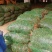 黄花菜种苗优质种苗量大从优诚信经营湖南祁东县黄花菜