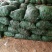 黄花菜种苗优质种苗量大从优诚信经营湖南祁东县黄花菜