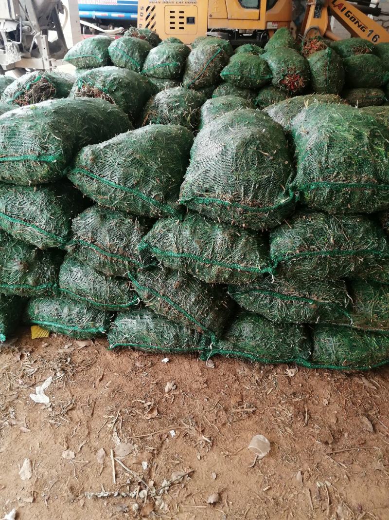 黄花菜种苗优质种苗量大从优诚信经营湖南祁东县黄花菜