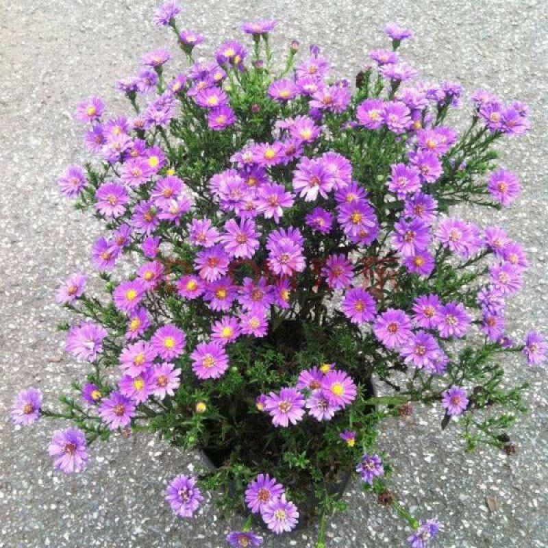 多年生花籽宿根种子花庭院花草子荷兰菊耐寒花种喜阴花卉植物