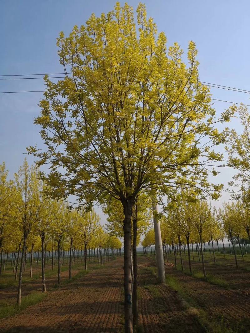 白蜡，老式白蜡，速生白蜡，城市绿化，亭园遮阳