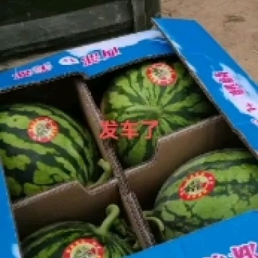 甘肃大棚精品美都大量上市中一万五干斤起批，