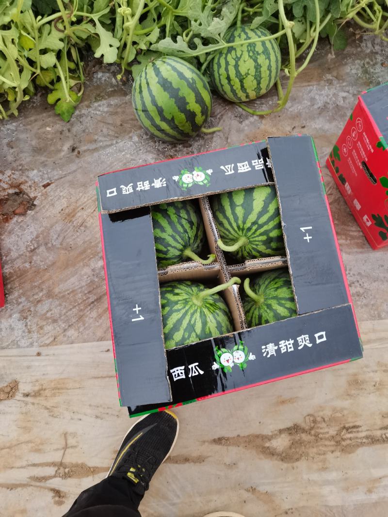 甘肃大棚精品美都大量上市中一万五干斤起批，