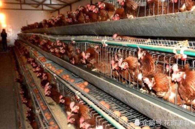 高产蛋鸡预混料可视频看货精品好货招经销商饲料