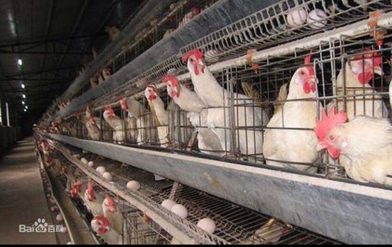 高产蛋鸡预混料可视频看货精品好货招经销商饲料