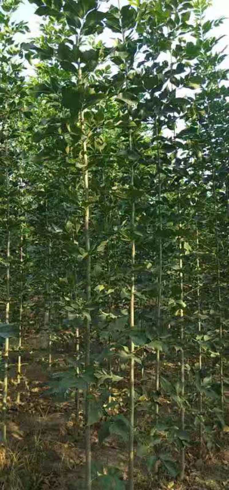 白蜡，老式白蜡，速生白蜡，城市绿化，亭园遮阳