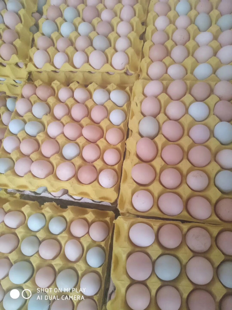土鸡蛋绿林生态土鸡蛋常年批发零售欢迎品尝谢谢