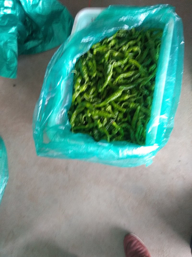 枣庄大棚辣椒有需要的老板吗。