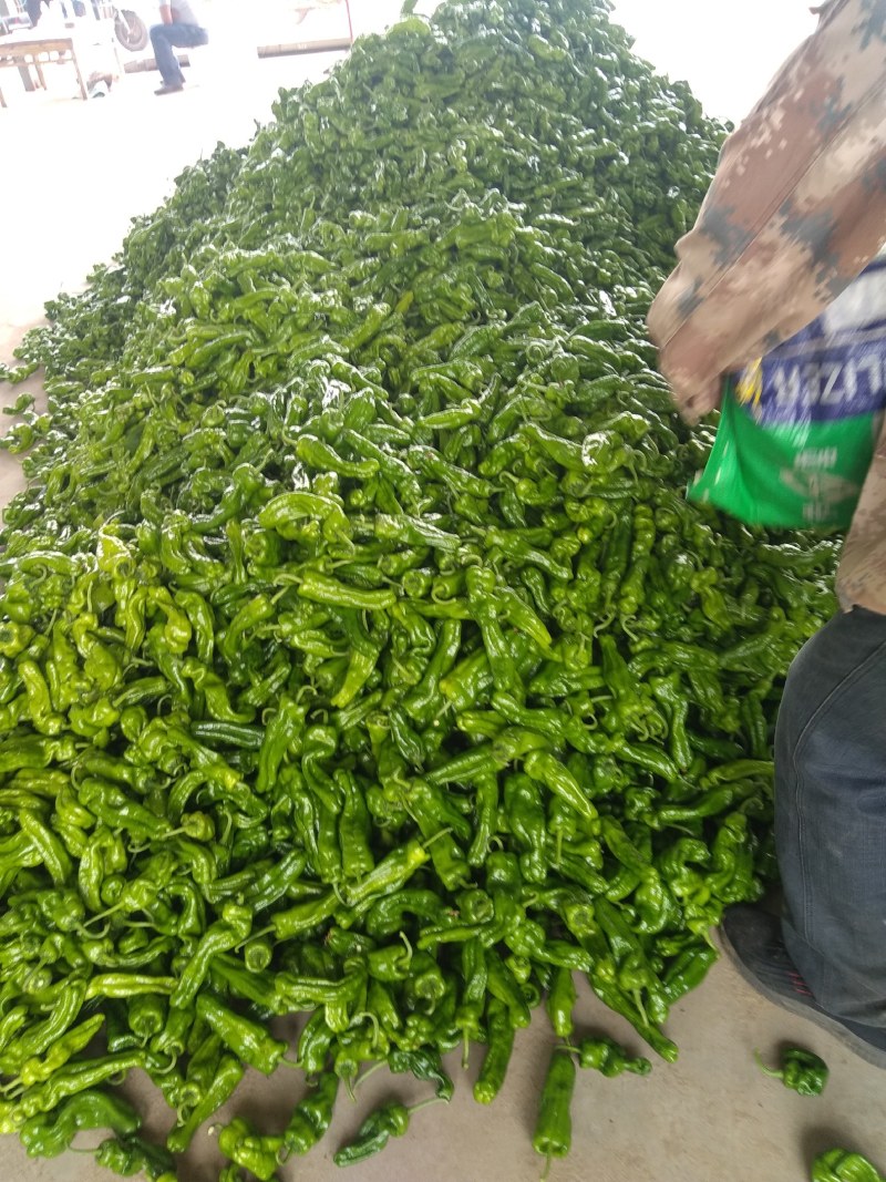 枣庄大棚辣椒有需要的老板吗。