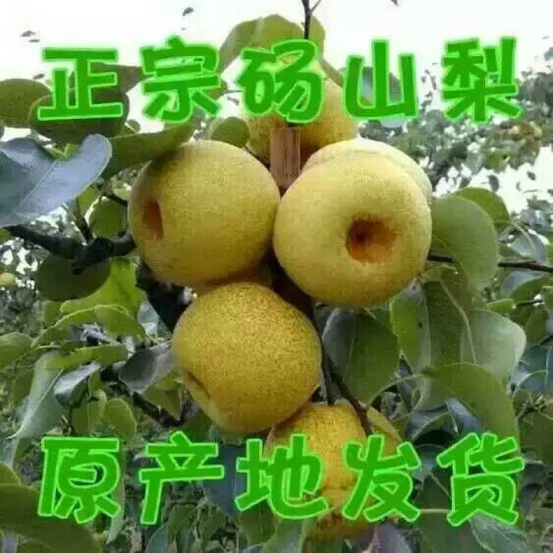 红富士青苹果，砀山梨个大汁多脆甜,量大优惠