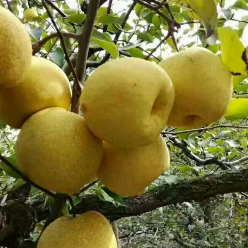 红富士青苹果，砀山梨个大汁多脆甜,量大优惠