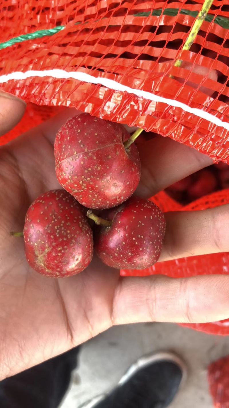 （精品山楂）罐厂，果酱，切片优先大金星，铁楂加工优先，