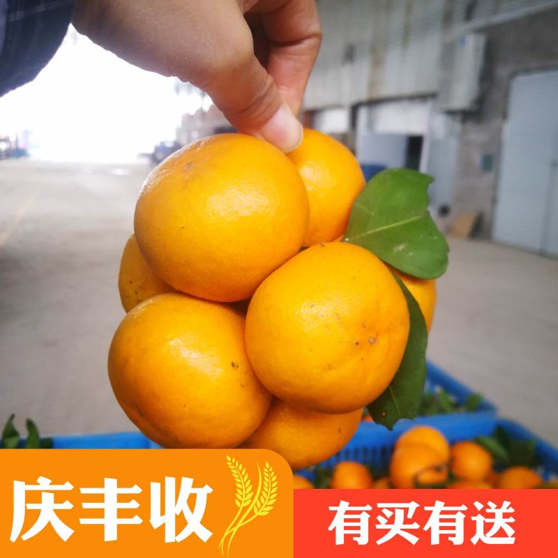 湖北小叶果小叶桔鲜货供应.叶橘高山蜜桔.薄皮多汁