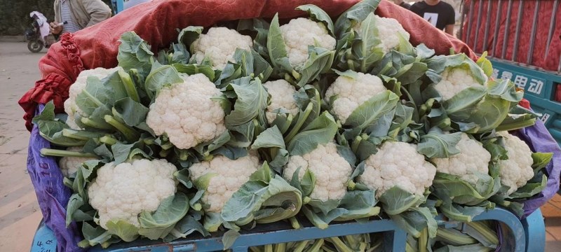 河北邯郸白实花菜大量上市了，质量上乘交通方便，城信经营