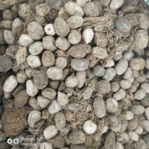 纯羊粪厂家直销物美价廉有机肥原料代替化肥