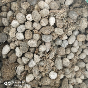 纯羊粪厂家直销物美价廉有机肥原料代替化肥