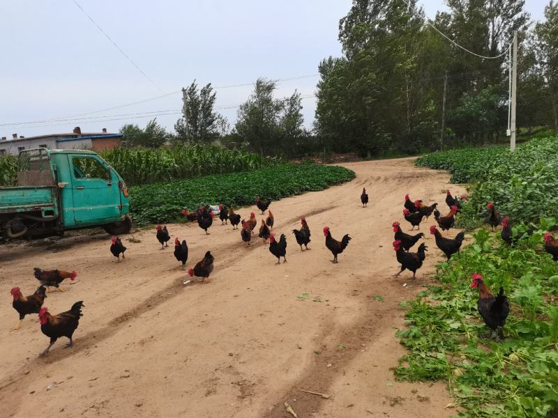 黑玉大公鸡红玉大公鸡批发