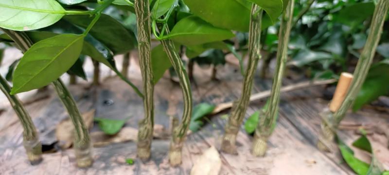 大芬四号柑橘苗。基地直发包种包活，量大从优