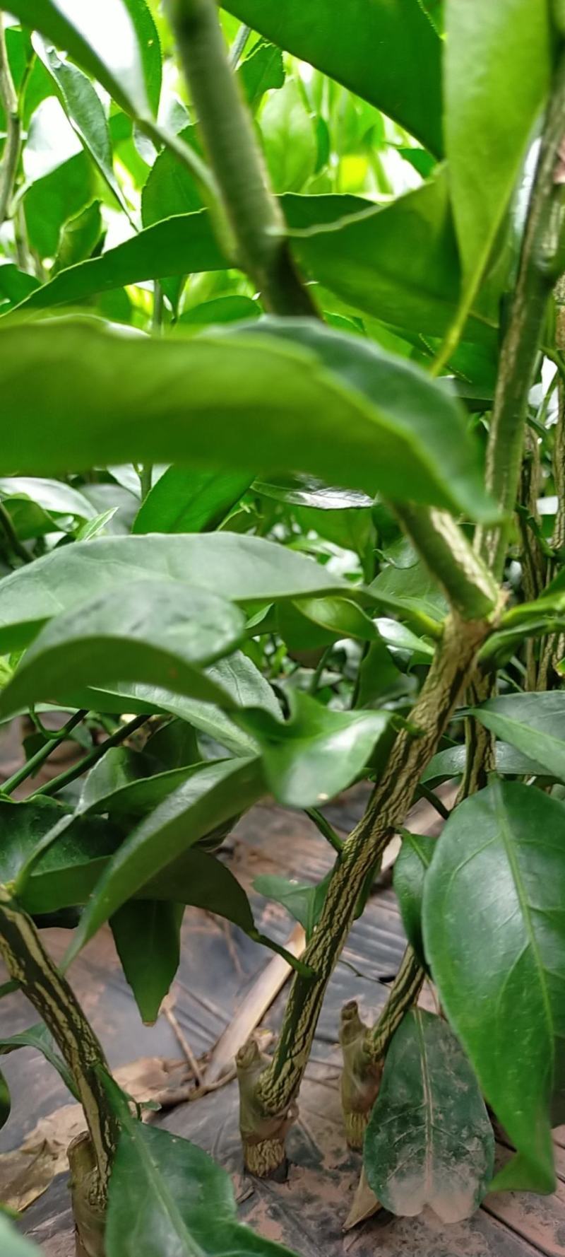 大芬四号柑橘苗。基地直发包种包活，量大从优