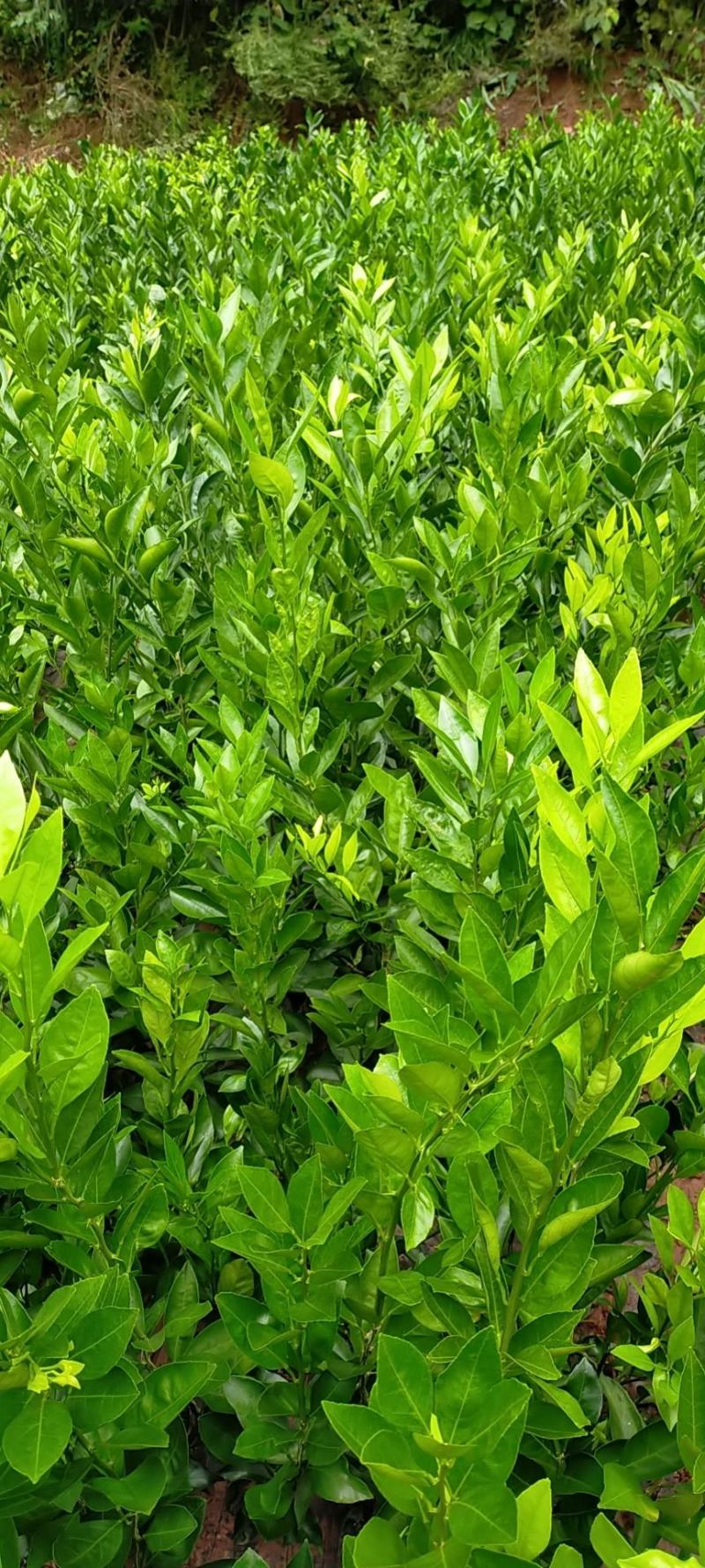 大芬四号柑橘苗。基地直发包种包活，量大从优