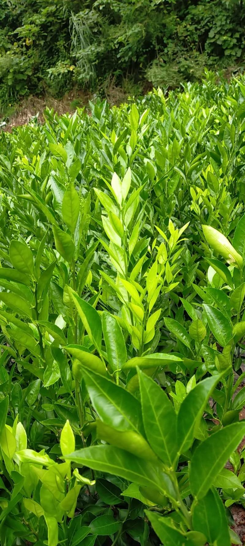 大芬四号柑橘苗。基地直发包种包活，量大从优