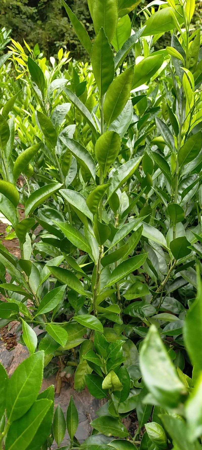 大芬四号柑橘苗。基地直发包种包活，量大从优