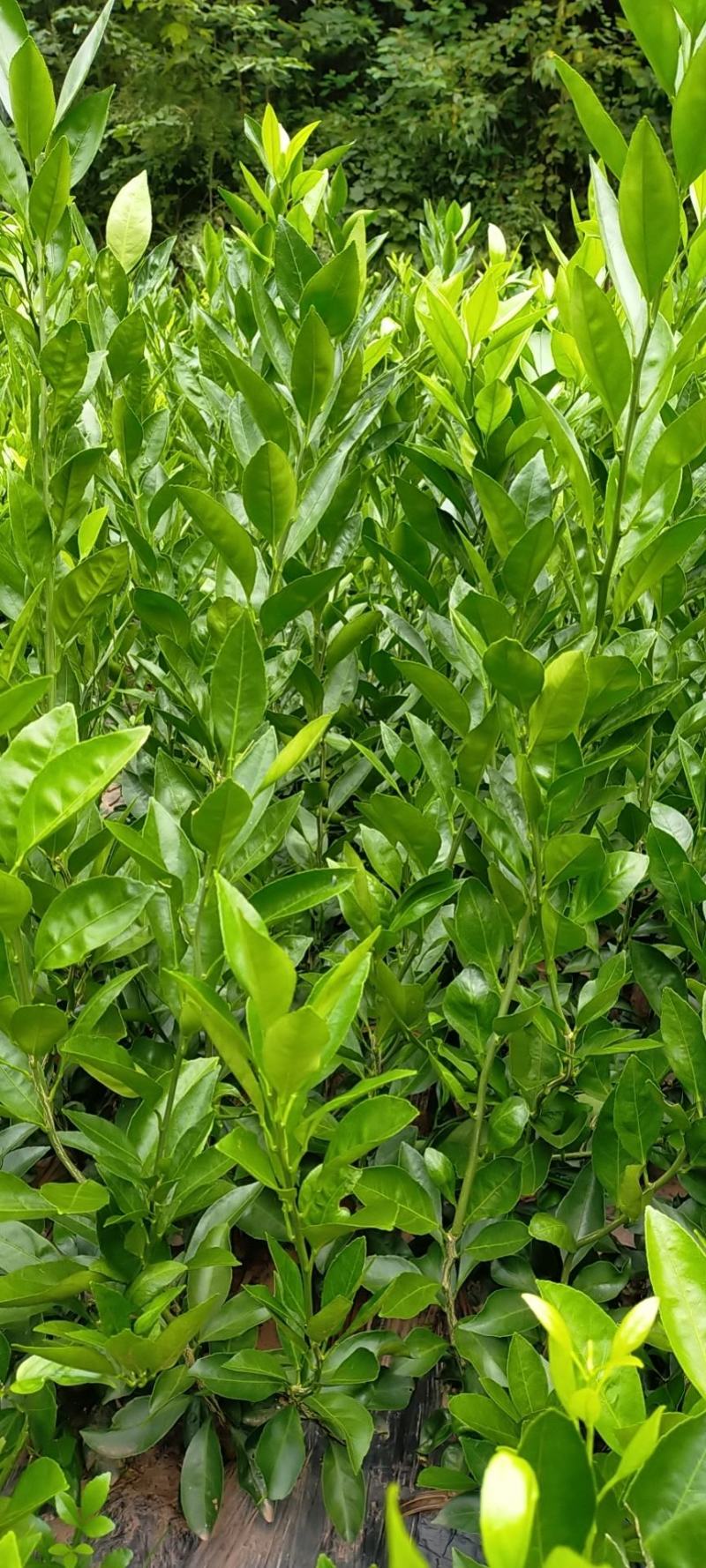 大芬四号柑橘苗。基地直发包种包活，量大从优