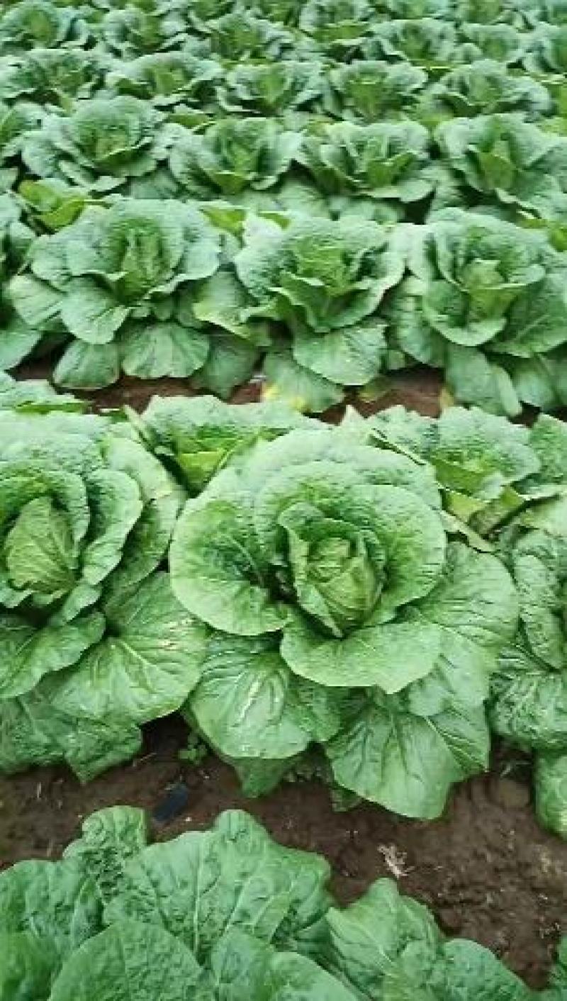 我地黄心白菜将大量上市。质量好货源充足。