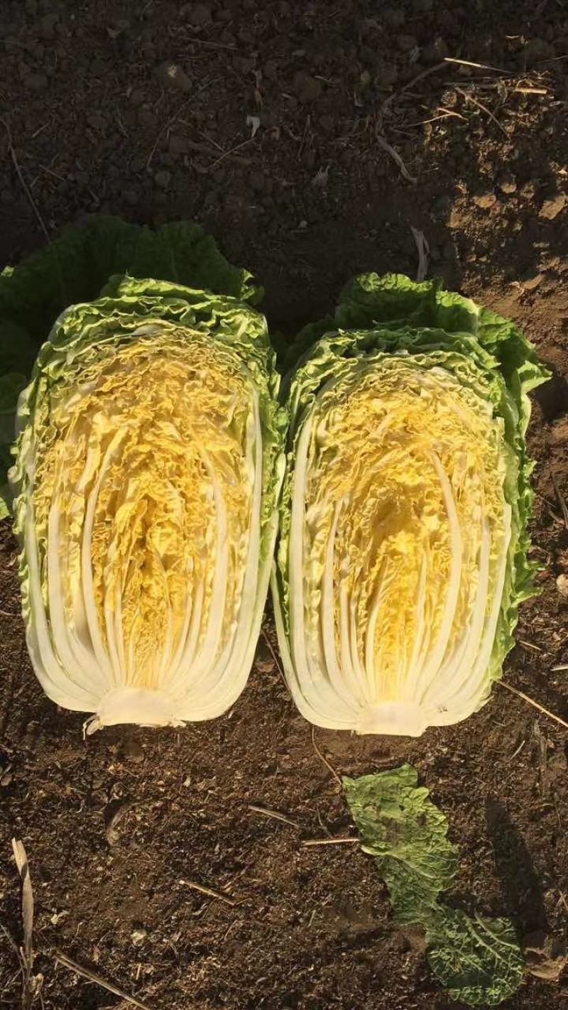 我地黄心白菜将大量上市。质量好货源充足。