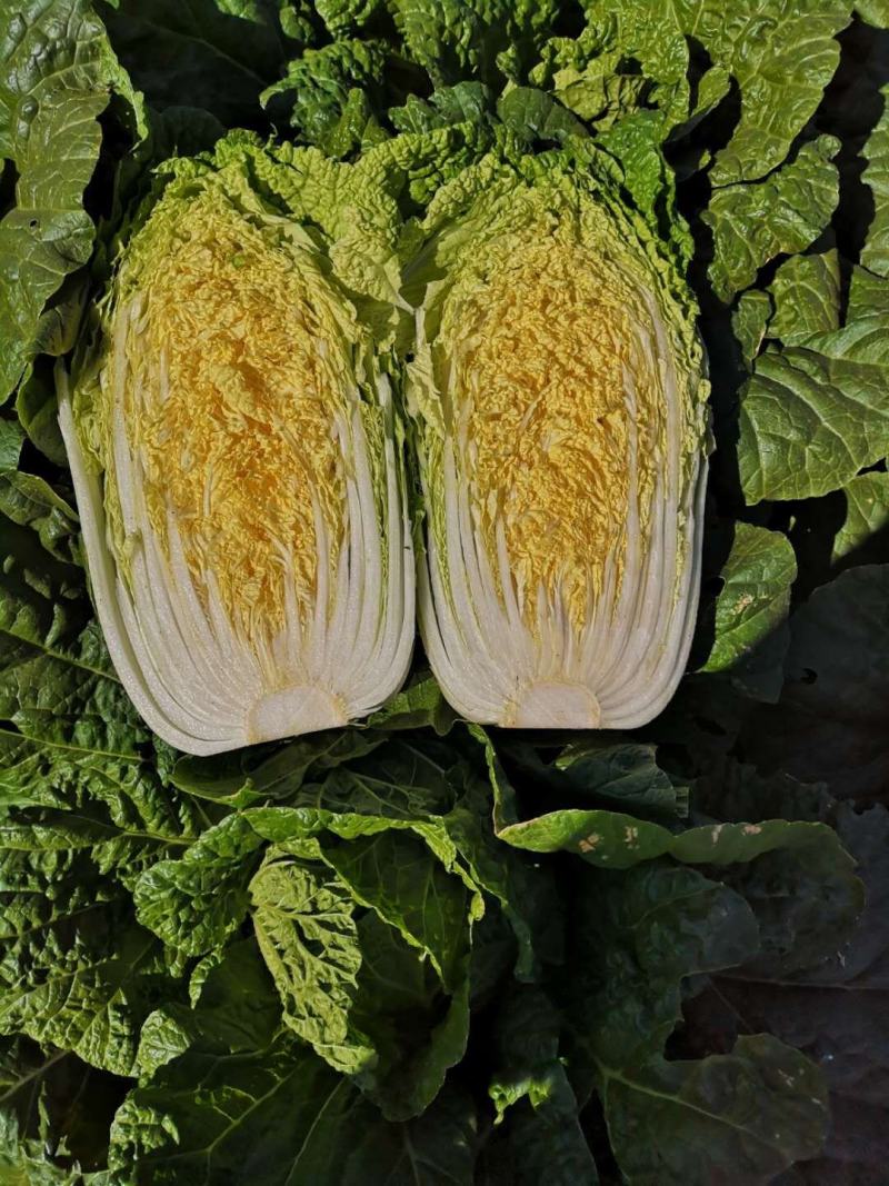 我地黄心白菜将大量上市。质量好货源充足。