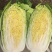 我地黄心白菜将大量上市。质量好货源充足。