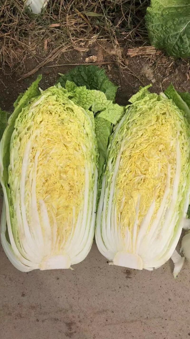 我地黄心白菜将大量上市。质量好货源充足。