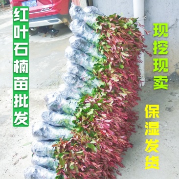 【自产自销】红叶石楠苗红叶石楠树红叶石楠球【批发价包邮】