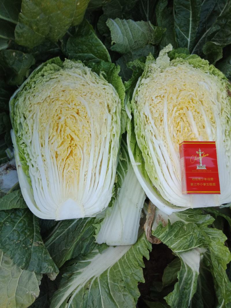 我地黄心白菜将大量上市。质量好货源充足。