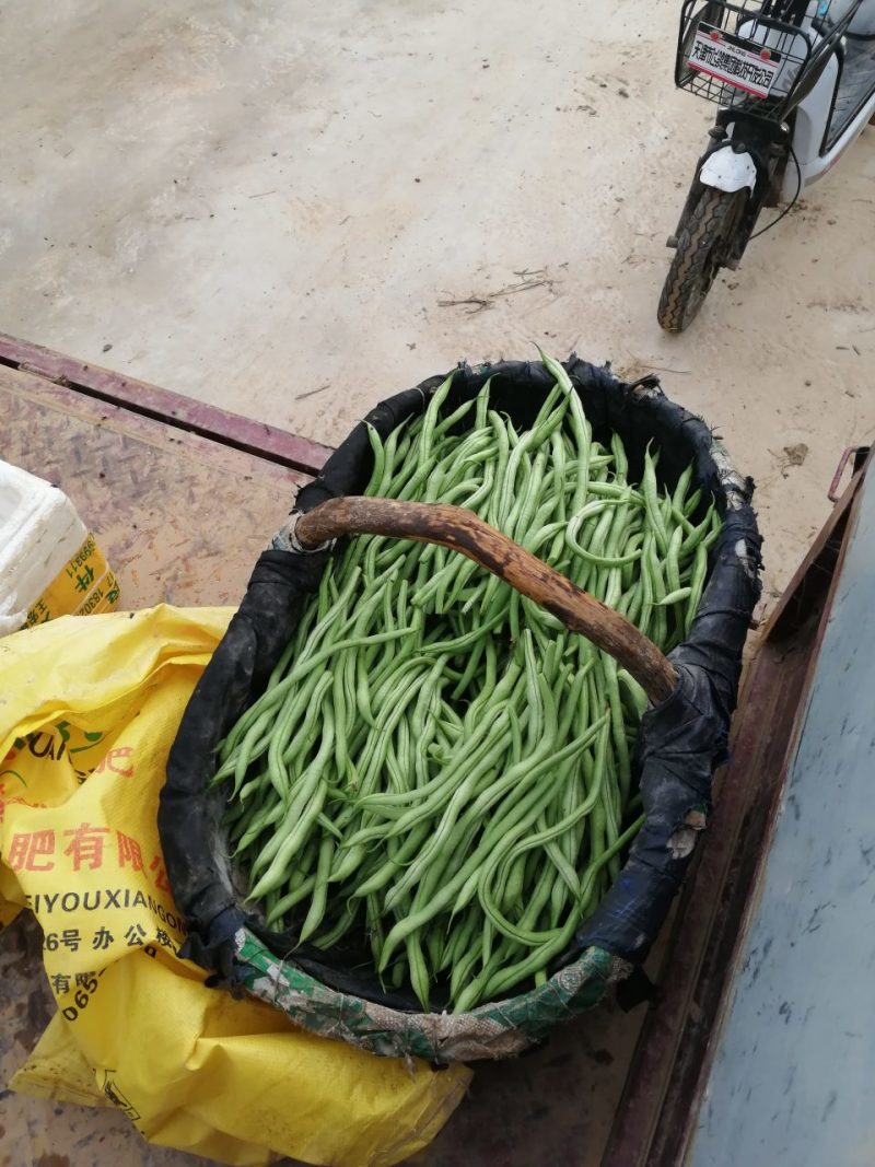 架豆王翠白绿细长粗细均匀