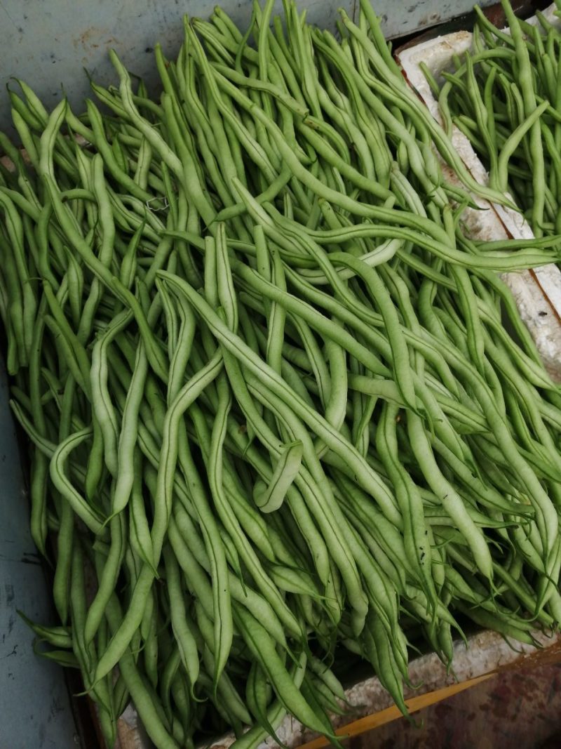 架豆王翠白绿细长粗细均匀
