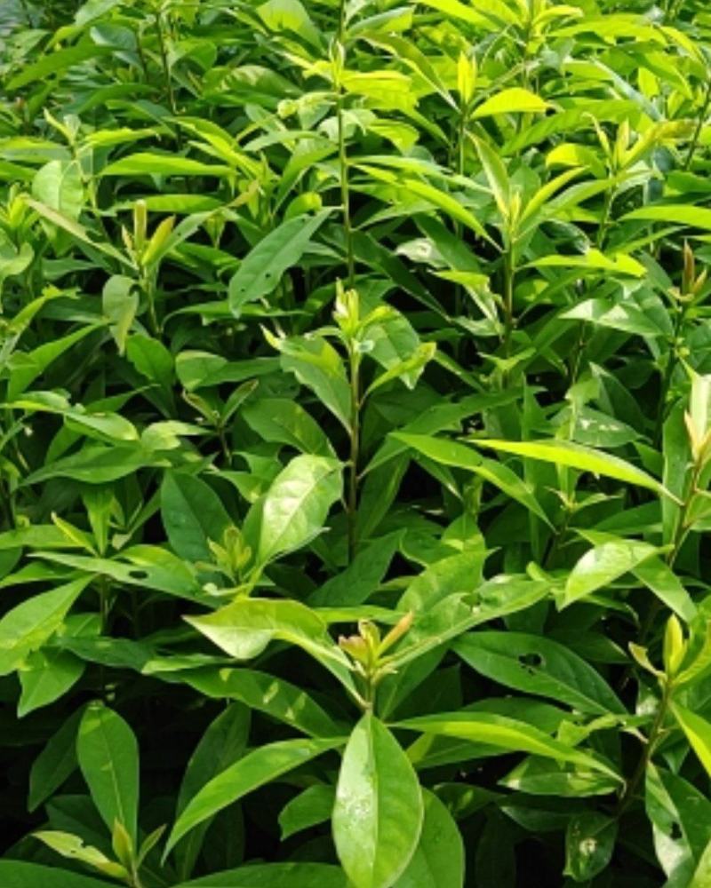 木荷苗，造林防火用苗