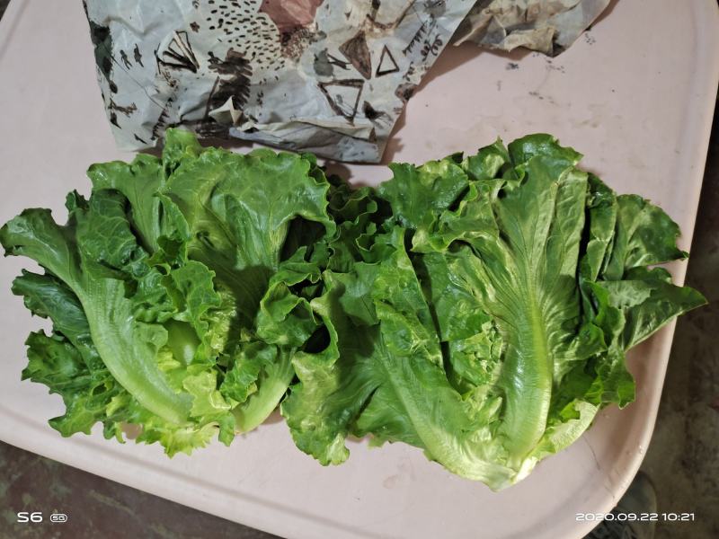 意大利生菜产地直供质量保证