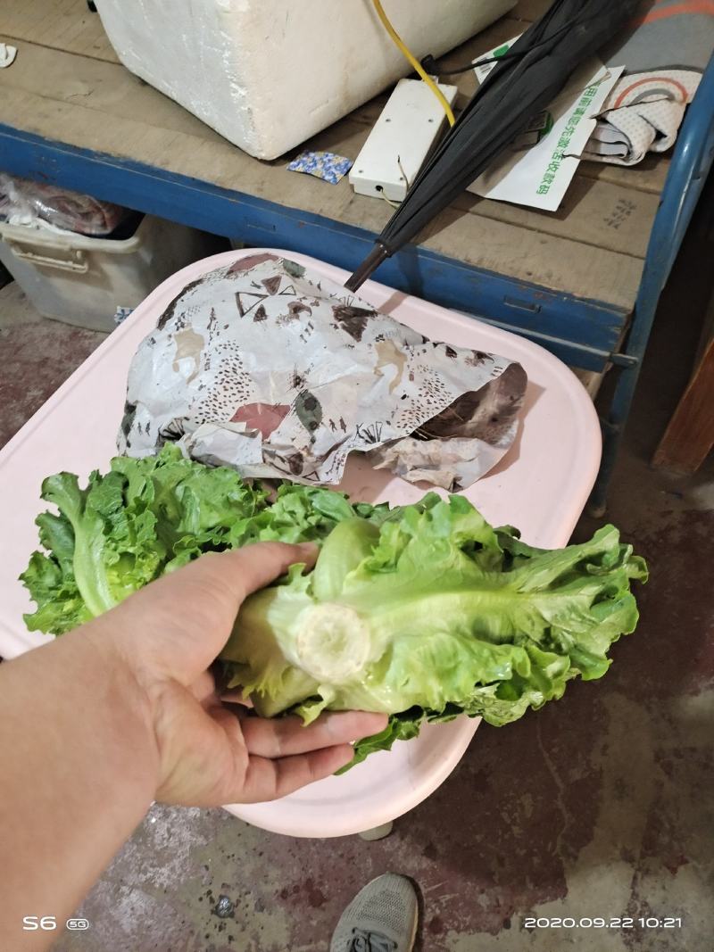 意大利生菜产地直供质量保证