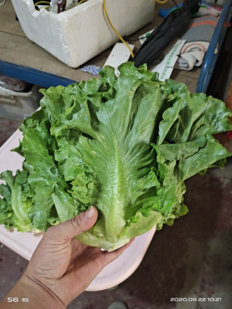 意大利生菜产地直供质量保证