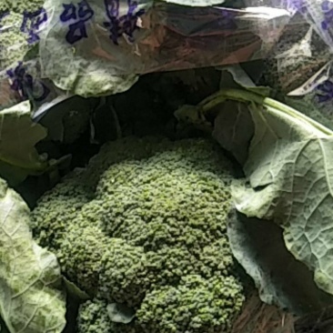 西兰花物美价廉，欢迎新老客户前来选购！
