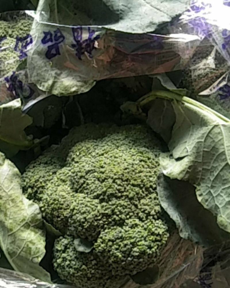 西兰花物美价廉，欢迎新老客户前来选购！